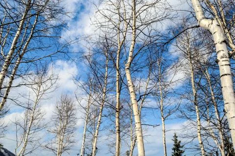 Winter landscape with forest Stock Photos