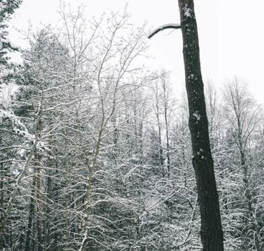 Winter Landscape In Forest Stock Photos