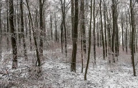 Winter landscape in the forest Foto stock