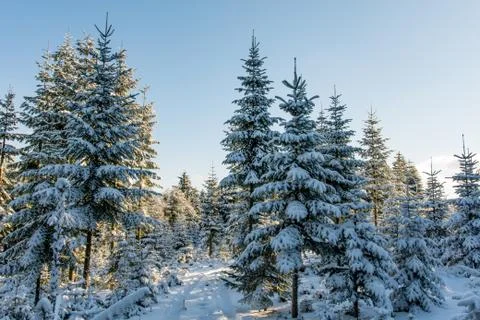 Winter landscape forest Stock Photos