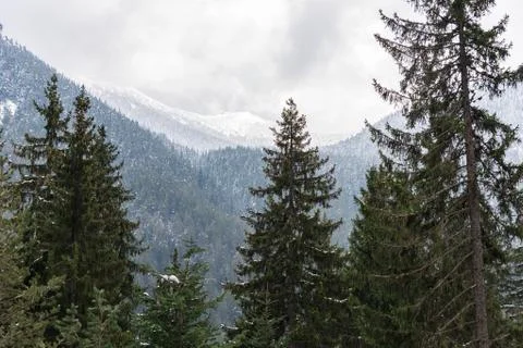 Winter landscape forest Photos