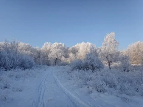 Winter landscape in the forest. Stock Photos