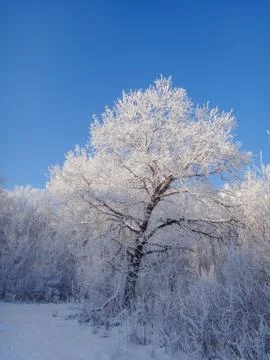 Winter landscape in the forest. Foto stock