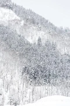 Winter Landscape Forest Stock Photos