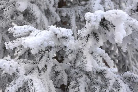 Winter landscape in the forest Stock Photos