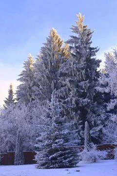 Winter landscape in the forest Stock Photos