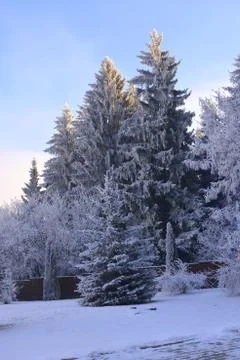 Winter landscape in the forest Stock Photos