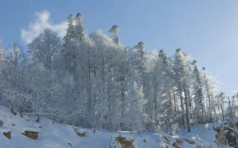 Winter landscape in the forest Stock Photos