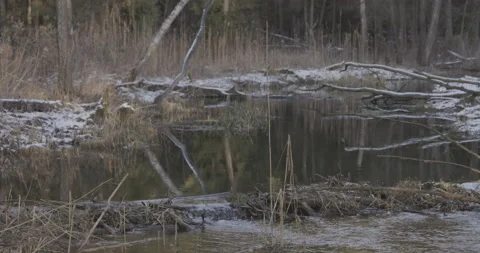 Winter landscape in the forest by the river, 4K Stock Footage 170578610