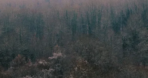 Winter landscape in the forest. snow falling in the forest, cinematic look Stock Footage 321165329