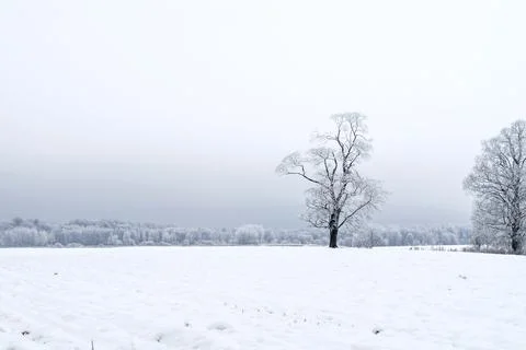 Winter landscape in the forest. Trees covered with snow. Snow on the branch.. Stock Photos