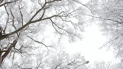 Winter landscape. The forest in winter is snow on the trees, the gloomy sky. Stock Footage 87500121
