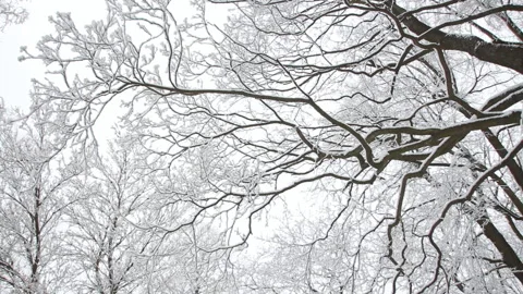 Winter landscape. The forest in winter is snow on the trees, the gloomy sky. Video stock 87501744
