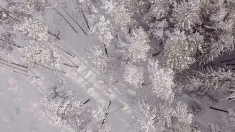 Winter Landscape with Fresh Snow Stock Footage 96493832