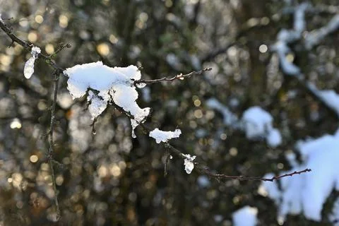 Winter landscape. Frost on branches. Beautiful winter seasonal natural backgr 스톡 사진