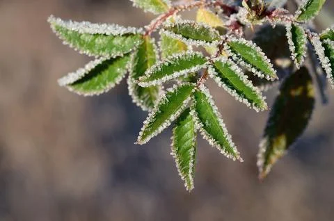 Winter landscape. Frost on branches. Beautiful winter seasonal natural back.. Stock Photos