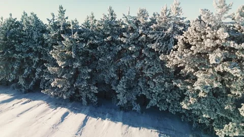 Winter landscape with frosted pine trees and snowy ground in sunny weather Stock Footage 303802001