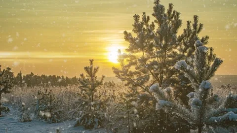 Winter Landscape with Frosted Pine Trees at Golden Sunset 4K Animation Stock Footage 341476691