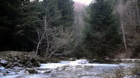 Winter landscape on a frozen river a young fir forest Stock Footage 63390439