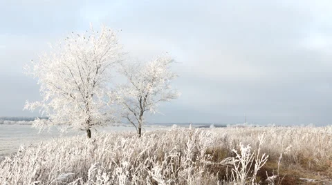 Winter landscape - frozen two trees, old grass, white clouds on blue gray sky Stock Footage 48731547