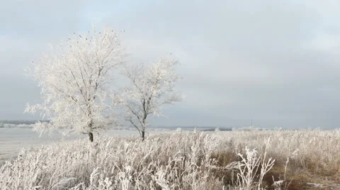 Winter landscape - frozen two trees, old grass, white clouds on blue gray sky Stock Footage 48734372