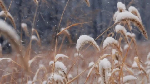 Winter Landscape with Gentle Snowfall Stock Footage 340538639