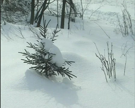 Winter landscape in germany 스톡 동영상 559678