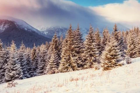 Winter landscape glowing by sunlight. Dramatic wintry scene. Car Foto stock