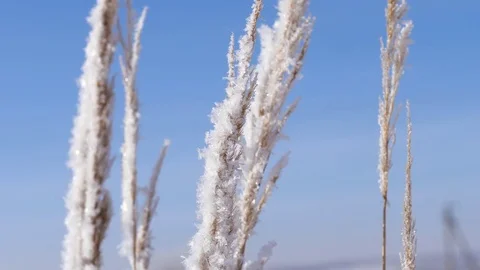 Winter landscape. Growth against the blue sky. Stock-Footage 85284492