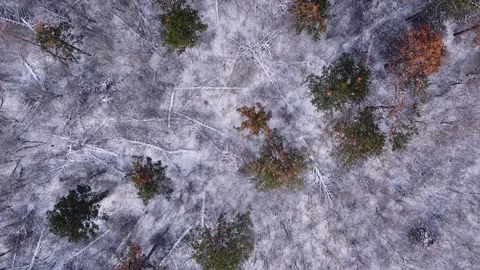 Winter landscape from high above. Drone view Video stock 147147891