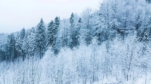 Winter landscape with high spruces and snow in mountains 70291972