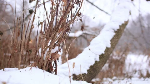 Winter landscape of  lake with  tree and cane. 4K ( 4096x2304). Motorized slider 库存影片 44892662