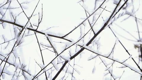 Winter landscape. Leafless tree branches against cloudy sky. Slow motion. HD Stock Footage 101293185