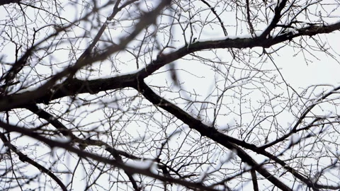 Winter landscape. Medium shot of snow falling on tree branches. Slow motion. HD 库存影片 101298720