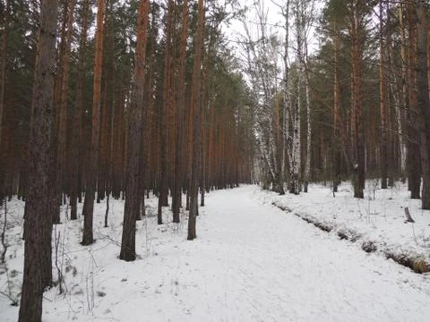 Winter landscape mixed forest Stock Photos