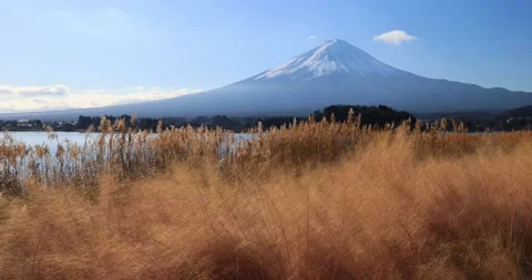 Winter landscape of Mount Fuji Lake Kawaguchiko with golden  grass Stock Footage 337451284