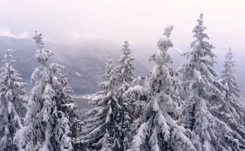 Winter landscape. Mountain forest covered with snow. Aerial View. Stock Footage 150583984