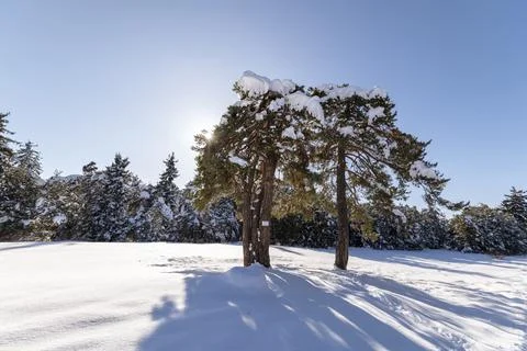 Winter landscape of the mountain. Foto stock