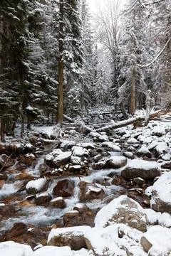 Winter landscape, mountain river flows between rocks in snow, coniferous forest Stock Photos