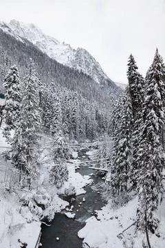 Winter landscape, mountain river flows between rocks in snow, coniferous forest Stock Photos