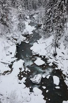 Winter landscape, mountain river flows between rocks in snow, coniferous forest Stock Photos