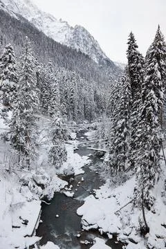 Winter landscape, mountain river flows between rocks in snow, coniferous forest Stock Photos