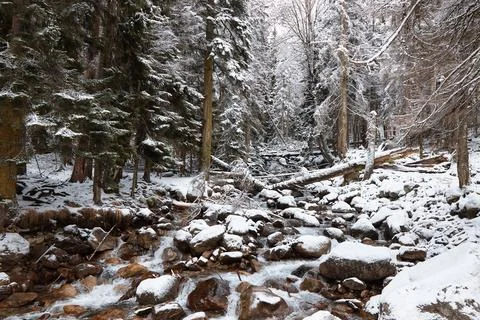 Winter landscape, mountain river flows between rocks in snow, coniferous forest Stock Photos