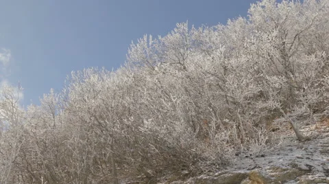 Winter landscape, mountain slope with trees Stock Footage 59517350
