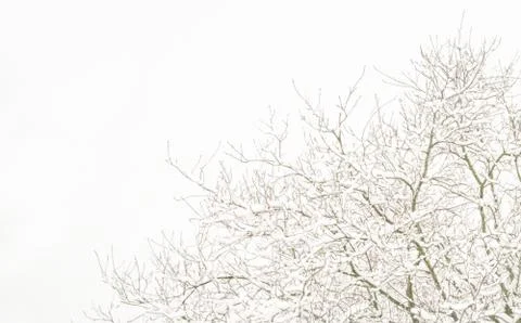 Winter landscape , one tree covered with snow Stock Photos