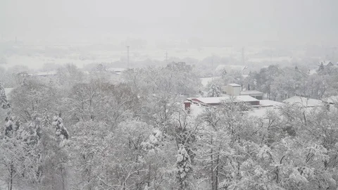 Winter landscape, panoramic view on snow park and flock of crows in treetops. Video stock 101231649
