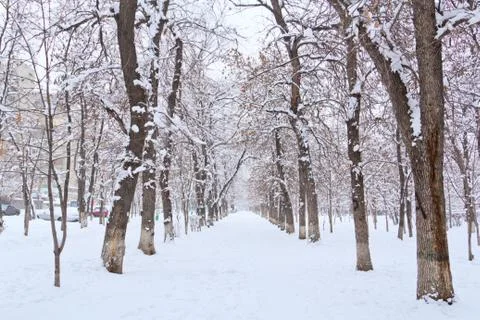 Winter  landscape park Stock Photos