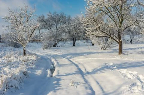 Winter landscape with pedestrian path through snow covered orchard Stock Photos