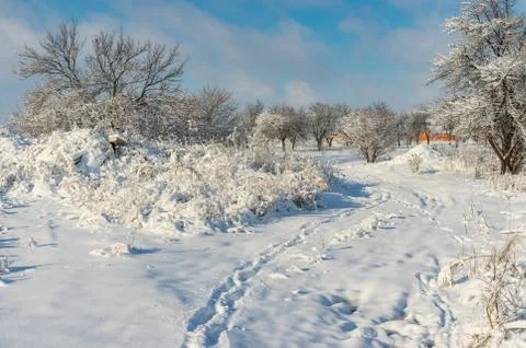 Winter landscape with pedestrian path through snow covered orchard Stock Photos