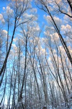 Winter landscape Stock Photos